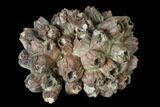 Pliocene Aged Fossil Barnacle (Balanus) Cluster - Florida #145370-1